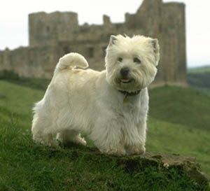 westie91.jpg